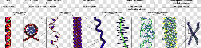 Chromatin  HD Png DownloadTransparent PNG