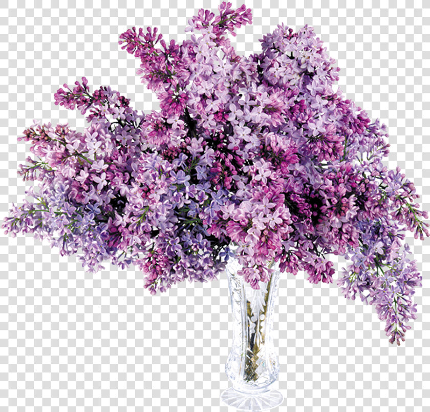 Lilac Transparent  HD Png DownloadTransparent PNG