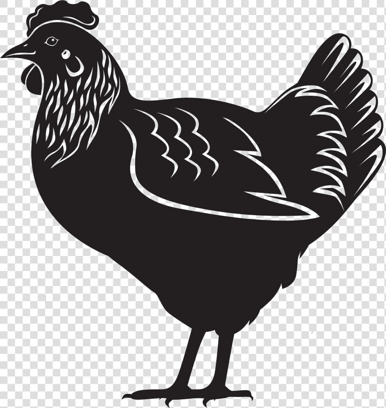 Hen Png Download   Layers Chicken Black And White  Transparent PngTransparent PNG