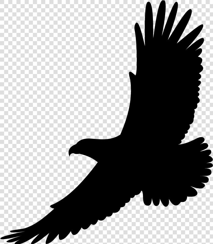 Bird Drawing White tailed Eagle Bald Eagle   Hawk Soaring Clip Art  HD Png DownloadTransparent PNG