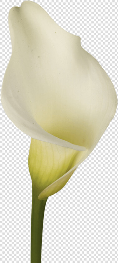 Arum  HD Png DownloadTransparent PNG