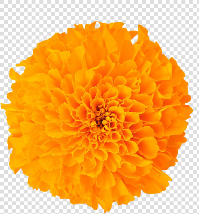 Marigolds Flower Png  Transparent PngTransparent PNG