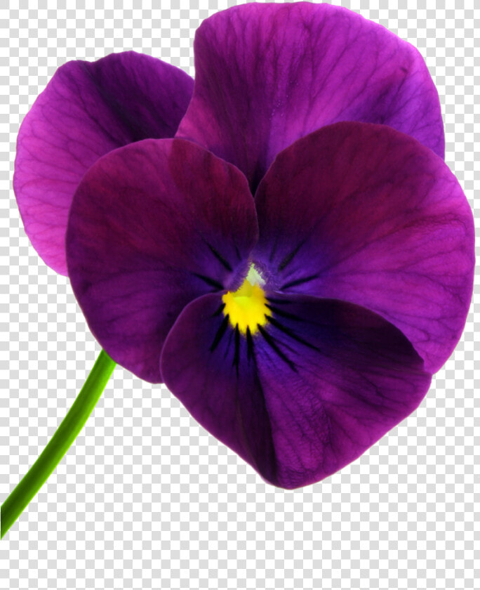 Clip Art Pansy Yahoo Image Search   Purple Poppy  HD Png DownloadTransparent PNG