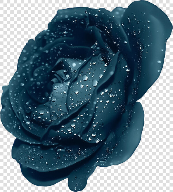 Free Download Purple Rose Transparent Clipart Rose   Dark Blue Flower Png  Png DownloadTransparent PNG