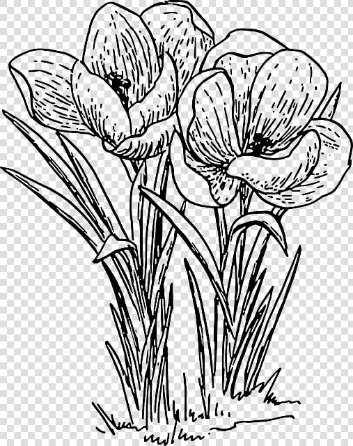 White Flower Outline Png   Crocus Clip Art Black And White  Transparent PngTransparent PNG