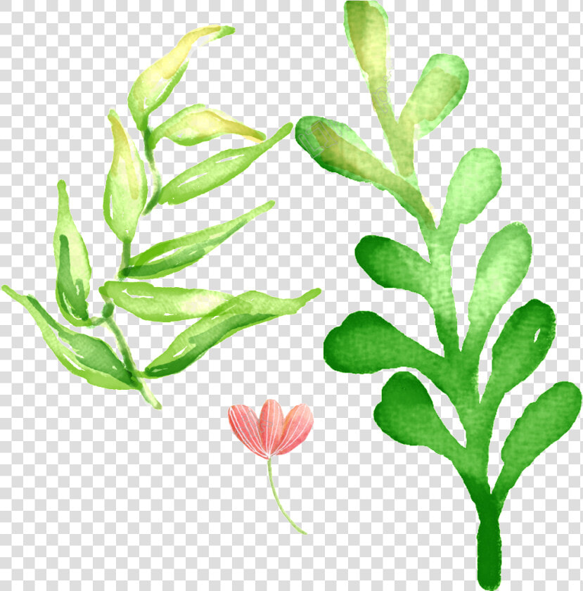 Pintado A Mano De   Verbena  HD Png DownloadTransparent PNG