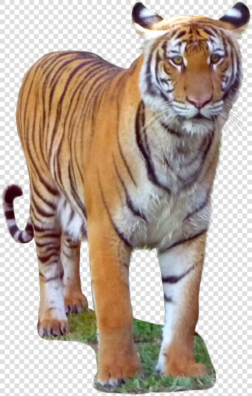 Malayan Tiger Transparent Background   Png Download   Siberian Tiger  Png DownloadTransparent PNG