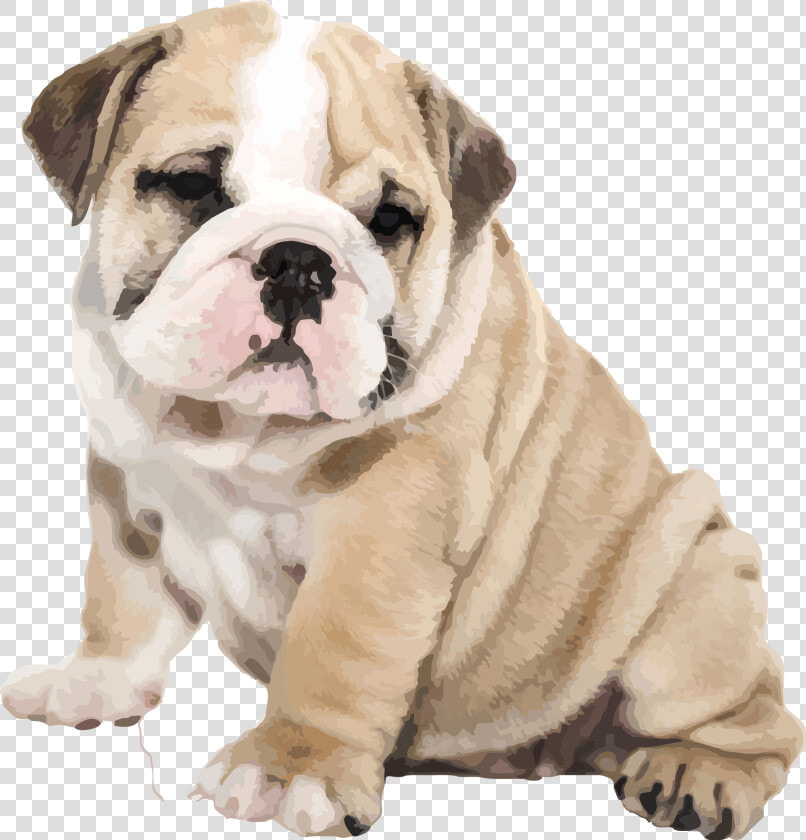 American Bulldog Old English Bulldog Iphone 6s Puppy   English Bulldog American Bulldog  HD Png DownloadTransparent PNG