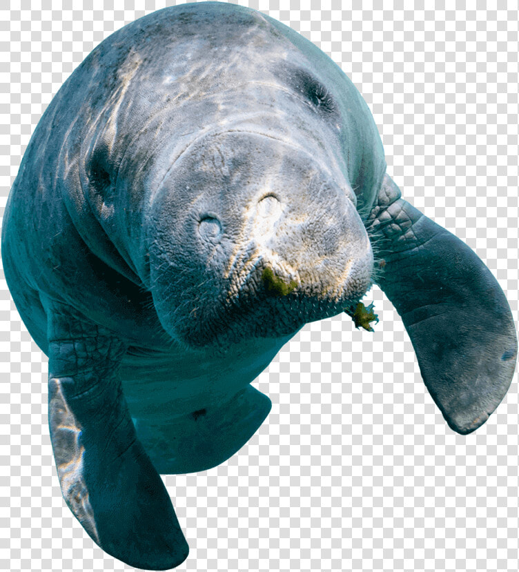 Dugong  HD Png DownloadTransparent PNG