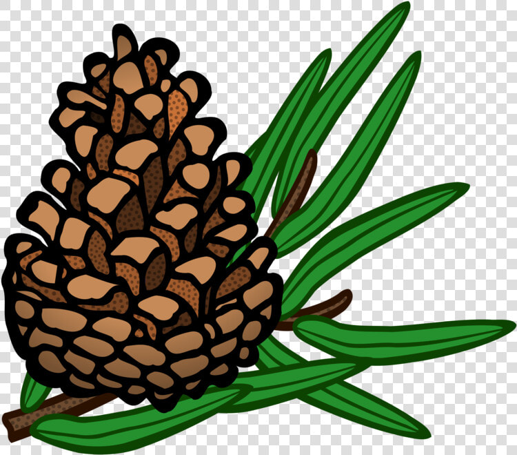 Pine Family plant flower   Pinecone Clipart  HD Png DownloadTransparent PNG