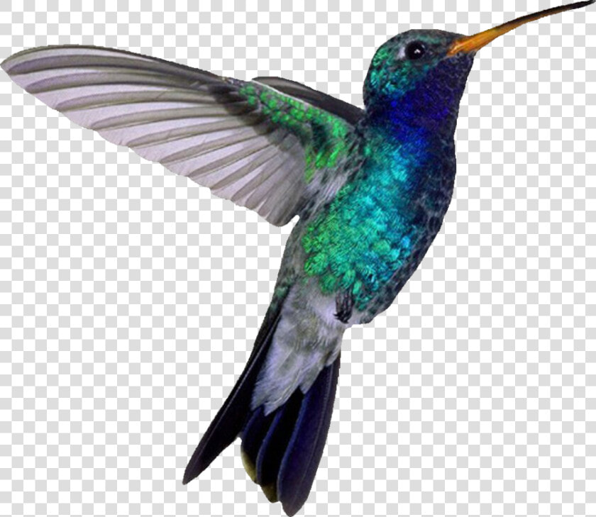 Hummingbird Png Images   Hummingbird Png  Transparent PngTransparent PNG