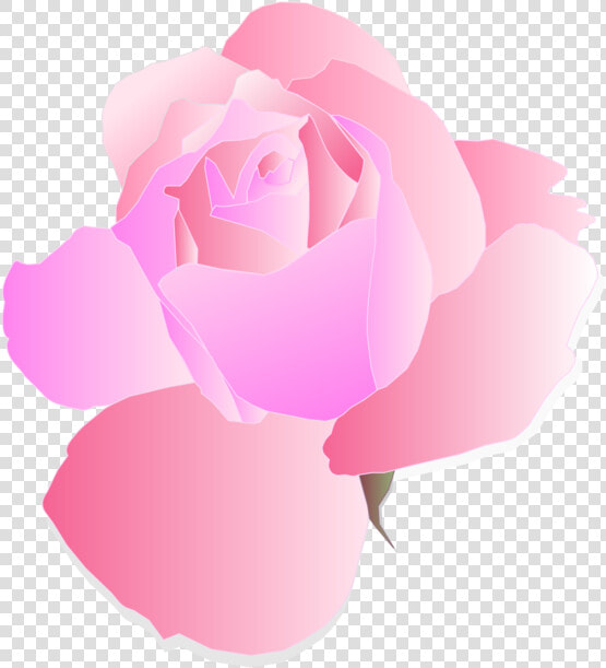 Pink plant flower   Pink Flower Png Transparent Background  Png DownloadTransparent PNG