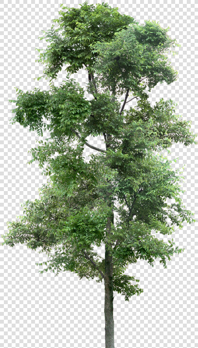 Populus Nigra Png  Transparent PngTransparent PNG