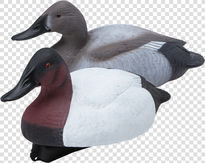 Floating Canvasbacks Six Pack Of Duck Hunting Decoys  HD Png DownloadTransparent PNG