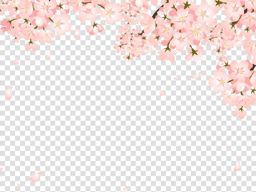 Falling Cherry Blossom Png   عقد قران للتصميم سناب  Transparent PngTransparent PNG