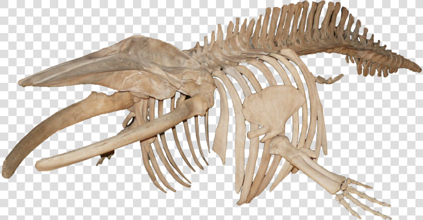 Balanoptera Acutorostrata Minke Whale   Whale Skeleton Png  Transparent PngTransparent PNG