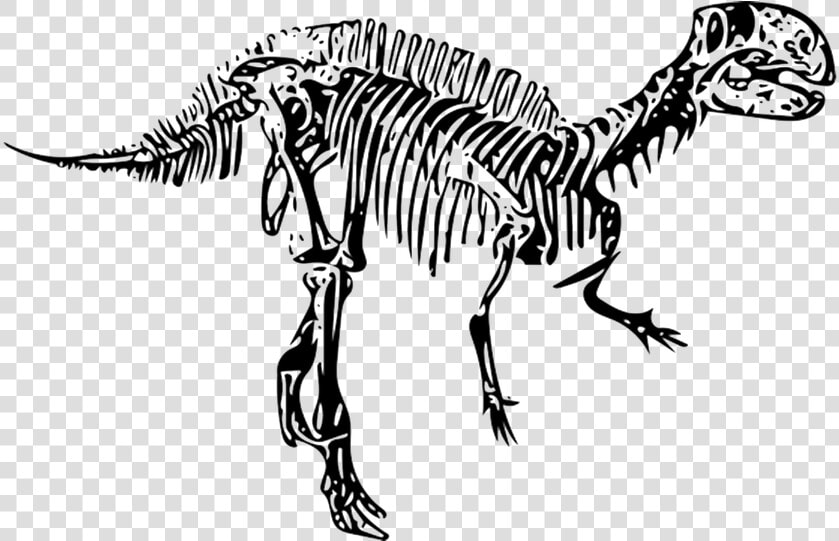 Dinosaur  Fossil  Fukui City   Dinosaurios Fosiles Png  Transparent PngTransparent PNG