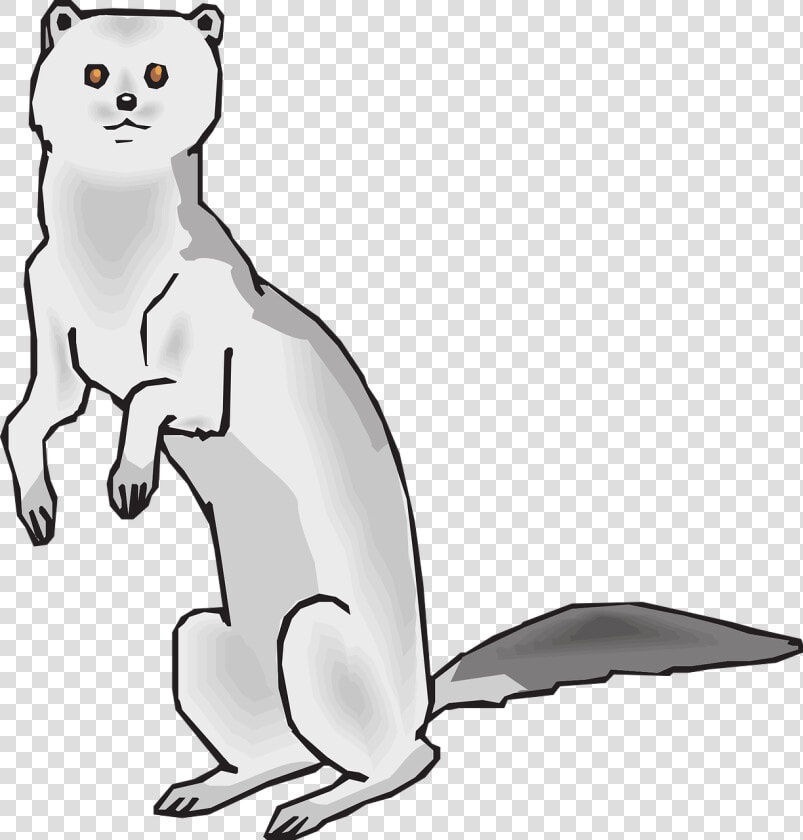 Mink Drawing  HD Png DownloadTransparent PNG