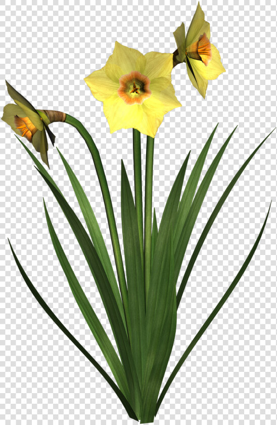 Daffodils Free Png Image   Dafodile Png  Transparent PngTransparent PNG