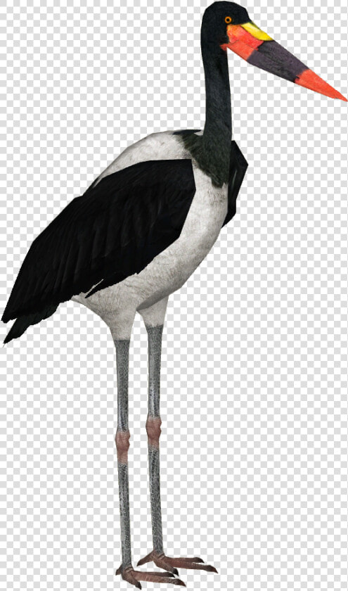 Saddle Billed Stork Png  Transparent PngTransparent PNG