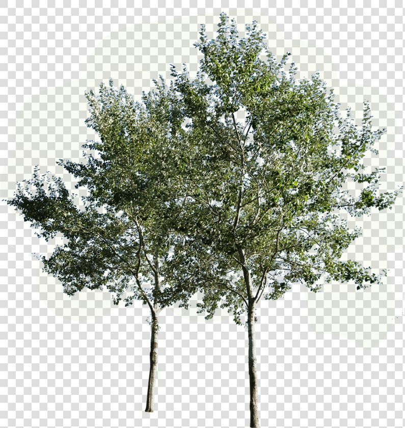 Transparent Group Of Trees Png   Group Of Trees Png  Png DownloadTransparent PNG