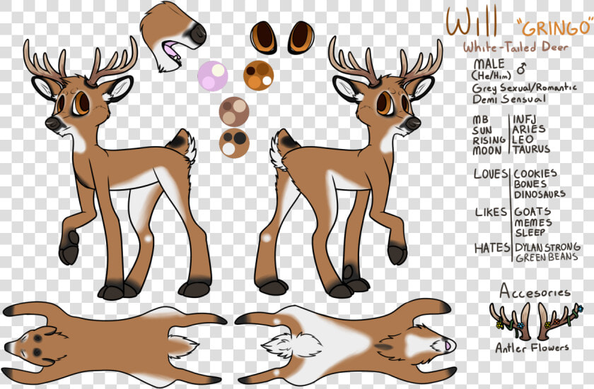 Transparent Whitetail Deer Clipart   Cartoon  HD Png DownloadTransparent PNG