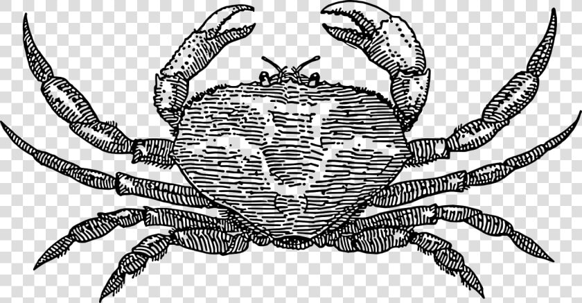 Crab   Crab Png Black And White  Transparent PngTransparent PNG