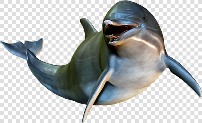 Dolphin Cetacea Clip Art   Dolphin  HD Png DownloadTransparent PNG