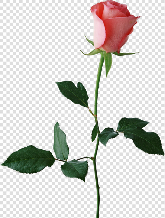 Rose Stem Png  large Rose Bud Png Clipart   Red Rose Transparent Background  Png DownloadTransparent PNG