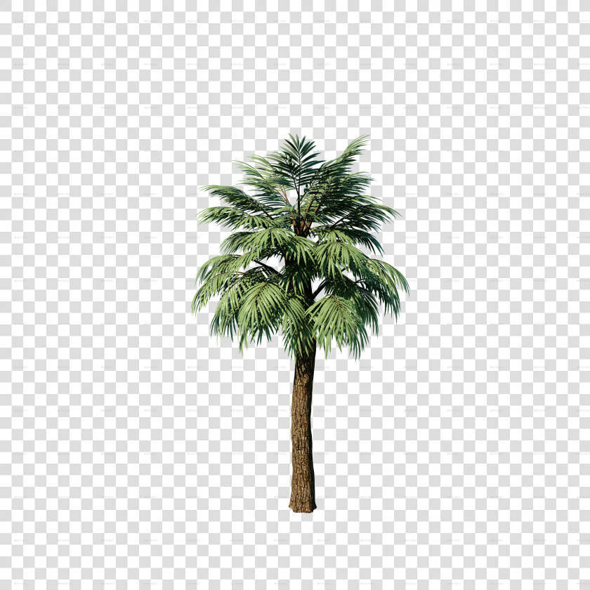 Transparent Palm Plant Png   Attalea Speciosa  Png DownloadTransparent PNG