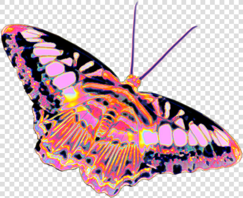  butterfly  holo  holographic  colorful  rainbow  pastel   Moth  HD Png DownloadTransparent PNG