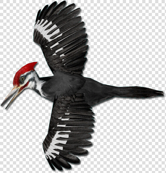 Woodpecker Png   Pileated Woodpecker Woodpecker Png  Transparent PngTransparent PNG