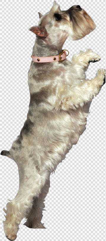 Idea3   Dog Catches Something  HD Png DownloadTransparent PNG