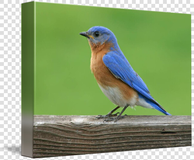 Clip Art X L By   Eastern Bluebird  HD Png DownloadTransparent PNG