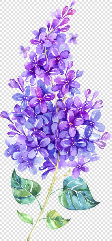 Lavender Clipart Watercolor   Watercolor Lilac Flower  HD Png DownloadTransparent PNG