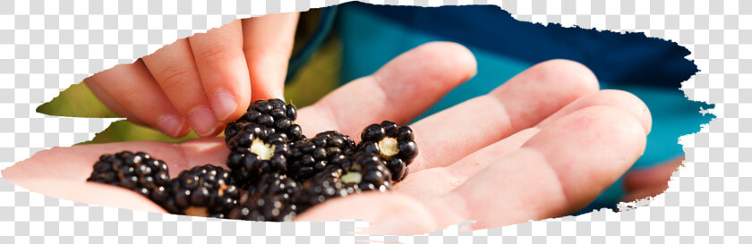 Both Are A Dark Purple black Color  But Blackberries   Seedless Fruit  HD Png DownloadTransparent PNG