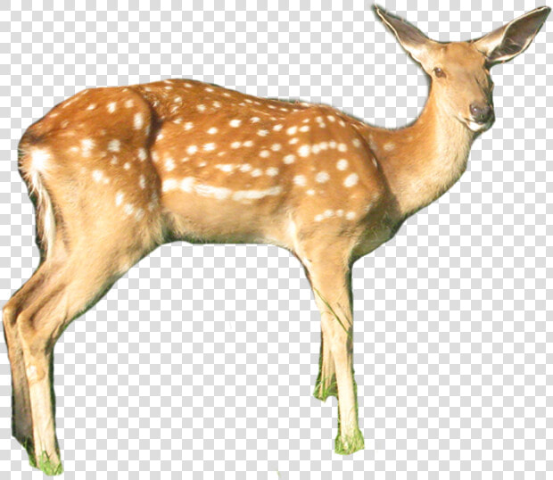 White tailed Deer   Png Download   White tailed Deer  Transparent PngTransparent PNG