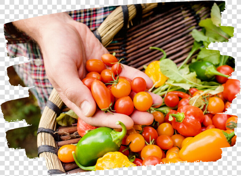 Veggie Basket   Organic Farm Food  HD Png DownloadTransparent PNG