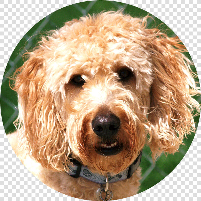 Labradoodle  HD Png DownloadTransparent PNG