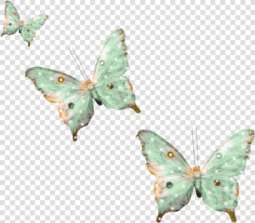 Lycaenid  HD Png DownloadTransparent PNG