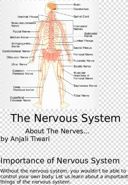 Nervous System Png  Transparent PngTransparent PNG