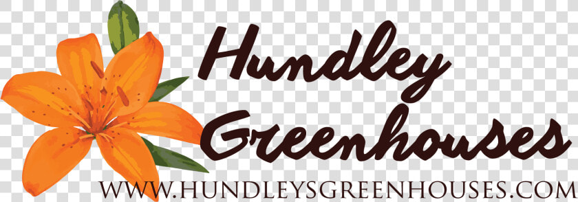 Hundley S Greenhouses   Orange Lily  HD Png DownloadTransparent PNG