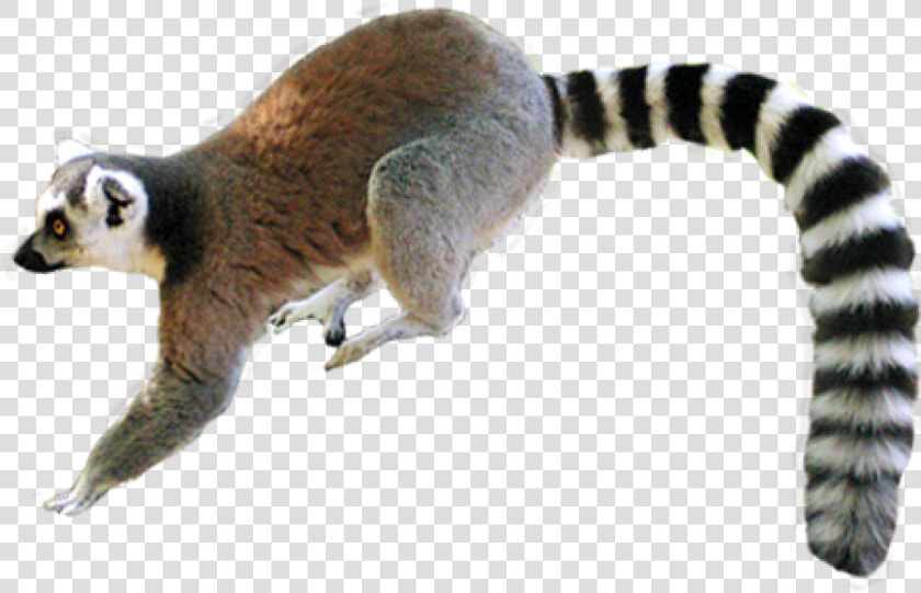 Lemur Png  Transparent PngTransparent PNG