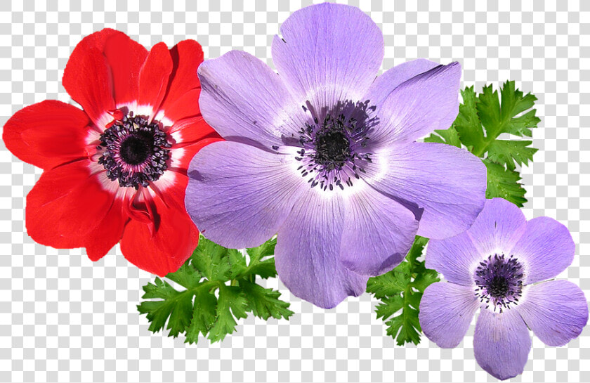 Anemone  Mixtos  Flores  Primavera   Anemone Flower Png  Transparent PngTransparent PNG