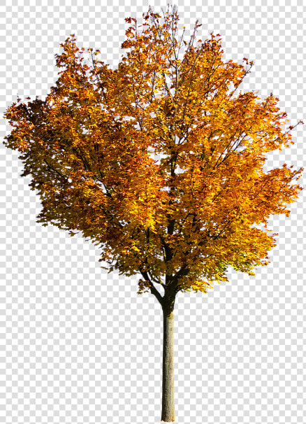 Nature  Tree  Autumn  Leaves  Fall Foliage  Isolated   Transparent Fall Tree Png  Png DownloadTransparent PNG