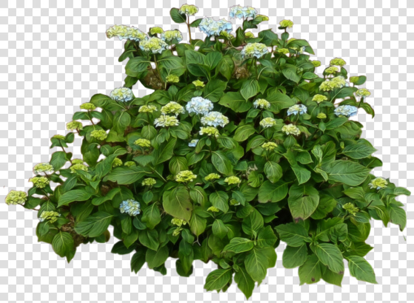 Bush Png   Transparent Background Garden Bushes Png  Png DownloadTransparent PNG