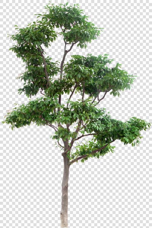 Arbre Png Download High Resolution Trees Png   High Resolution Tree Png  Transparent PngTransparent PNG