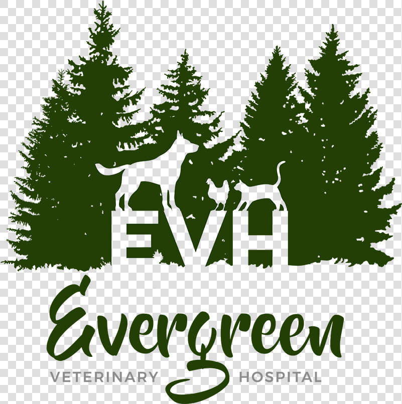 Evergreen Veterinary Hospital   Illustration  HD Png DownloadTransparent PNG