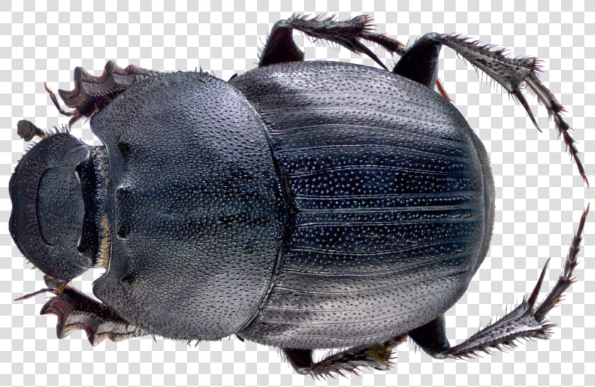 Dung Beetle Png File   Malaysian Dung Beetle  Transparent PngTransparent PNG