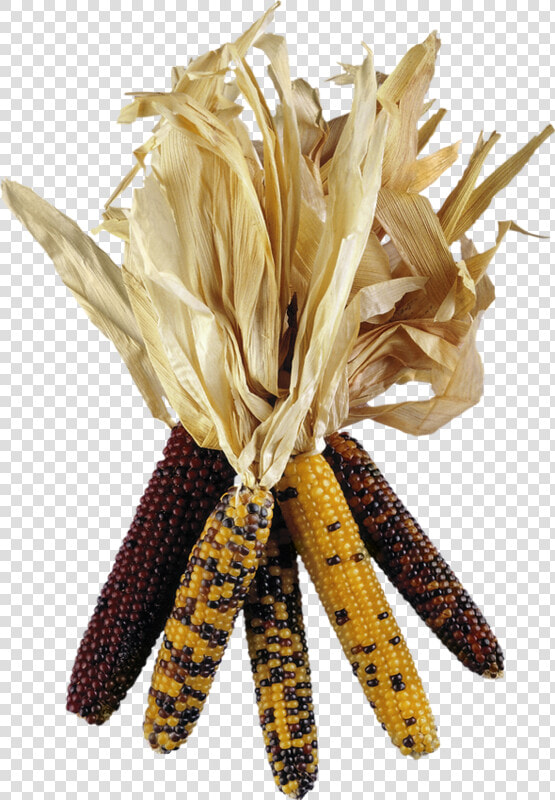 Epis De Maïs   Corn  HD Png DownloadTransparent PNG